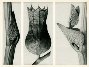 Aristolochia Clematitis. 1929 (valokuvakaiverrus)
